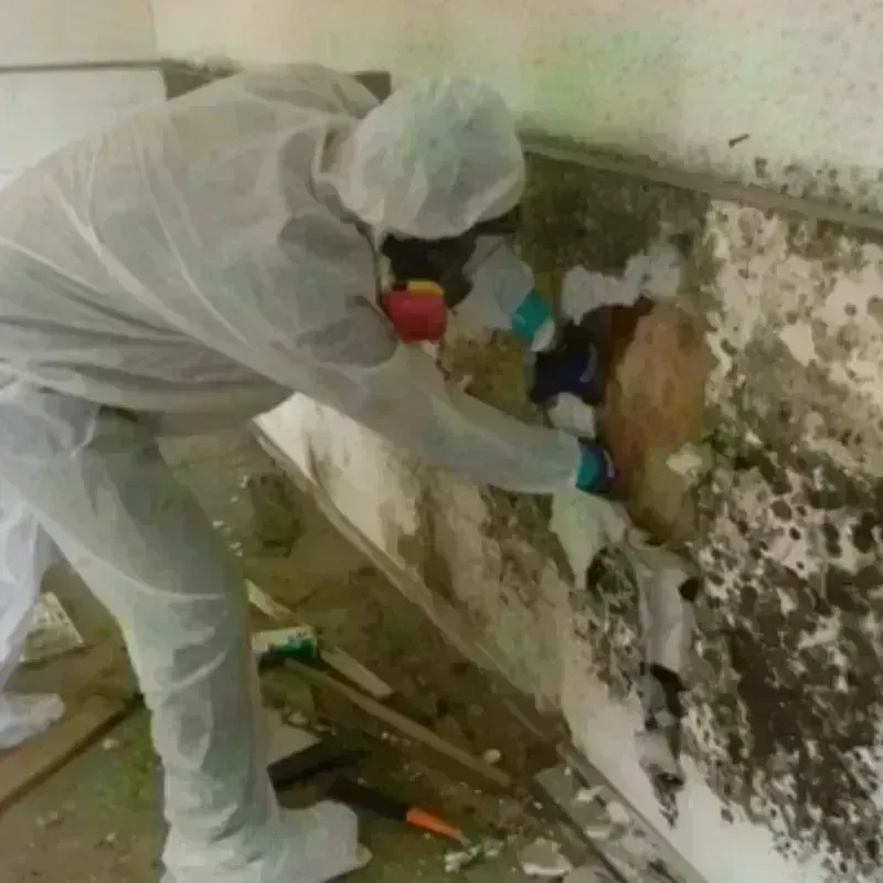 Mold Remediation and Removal in Argos, IN